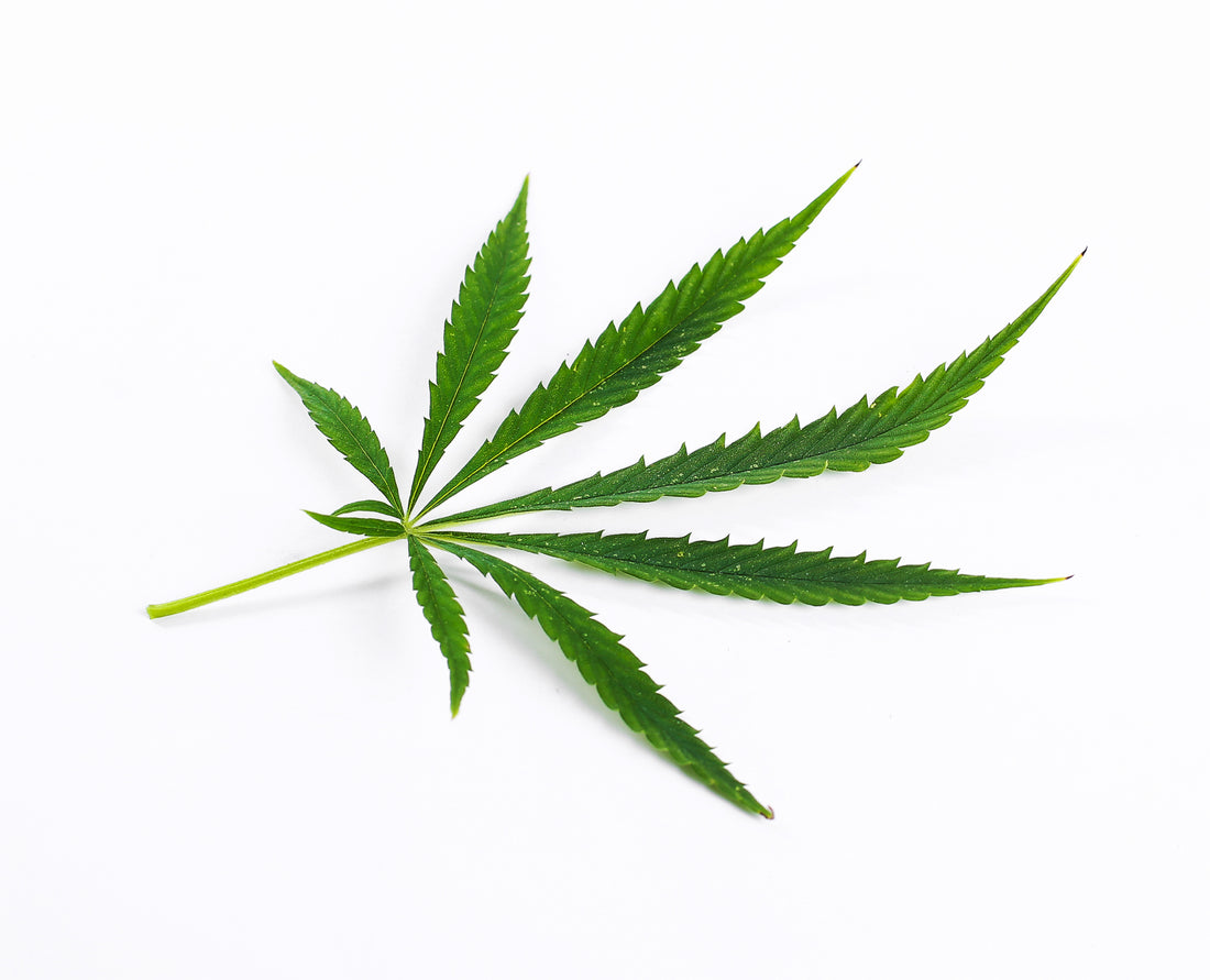 cannabis-leaf